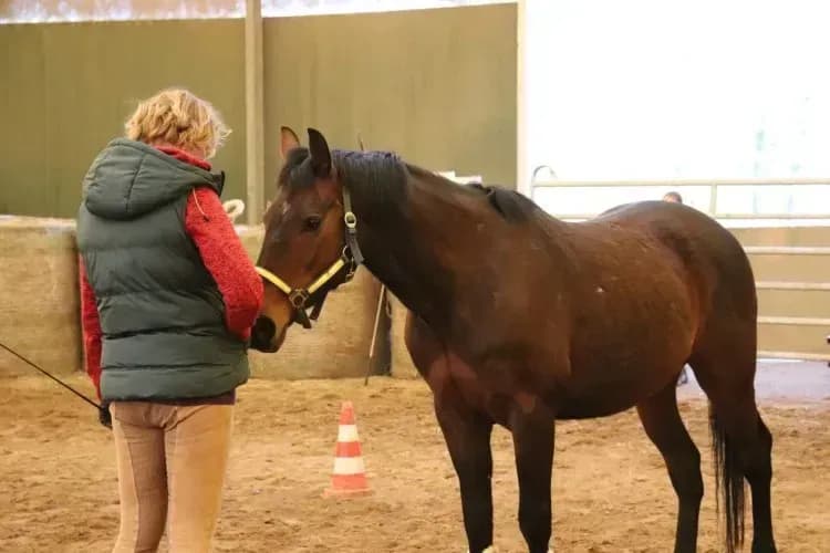 Mensch-Pferd-Kommunikation verbessern – Ursachen statt Symptome erkennen