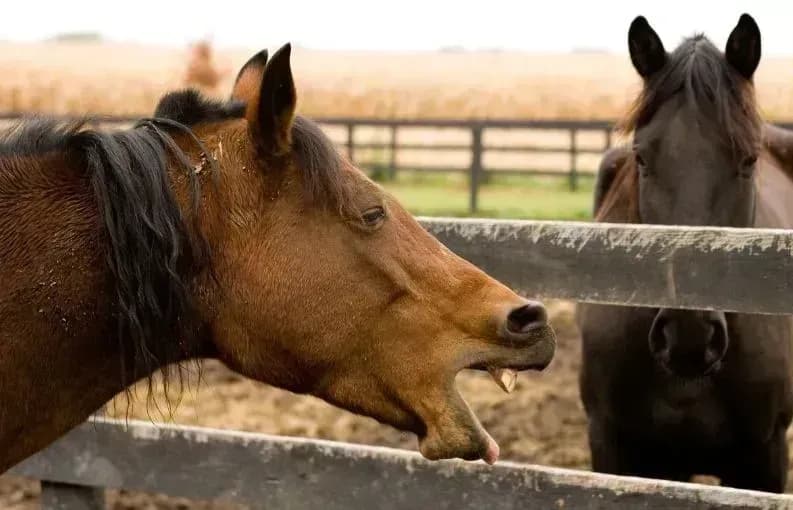 Pferd mit chronischem Husten verstehen – Energetische Hilfe online entdecken