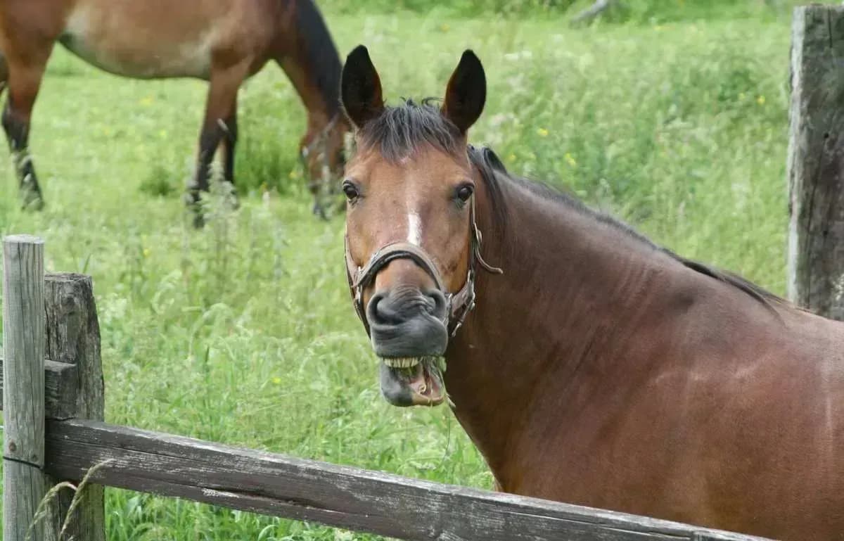 Was tun, wenn mein Pferd nicht schläft?