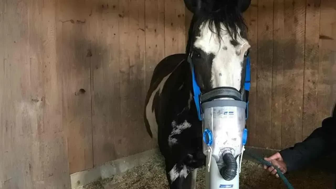 Was tun, wenn das Pferd hustet?