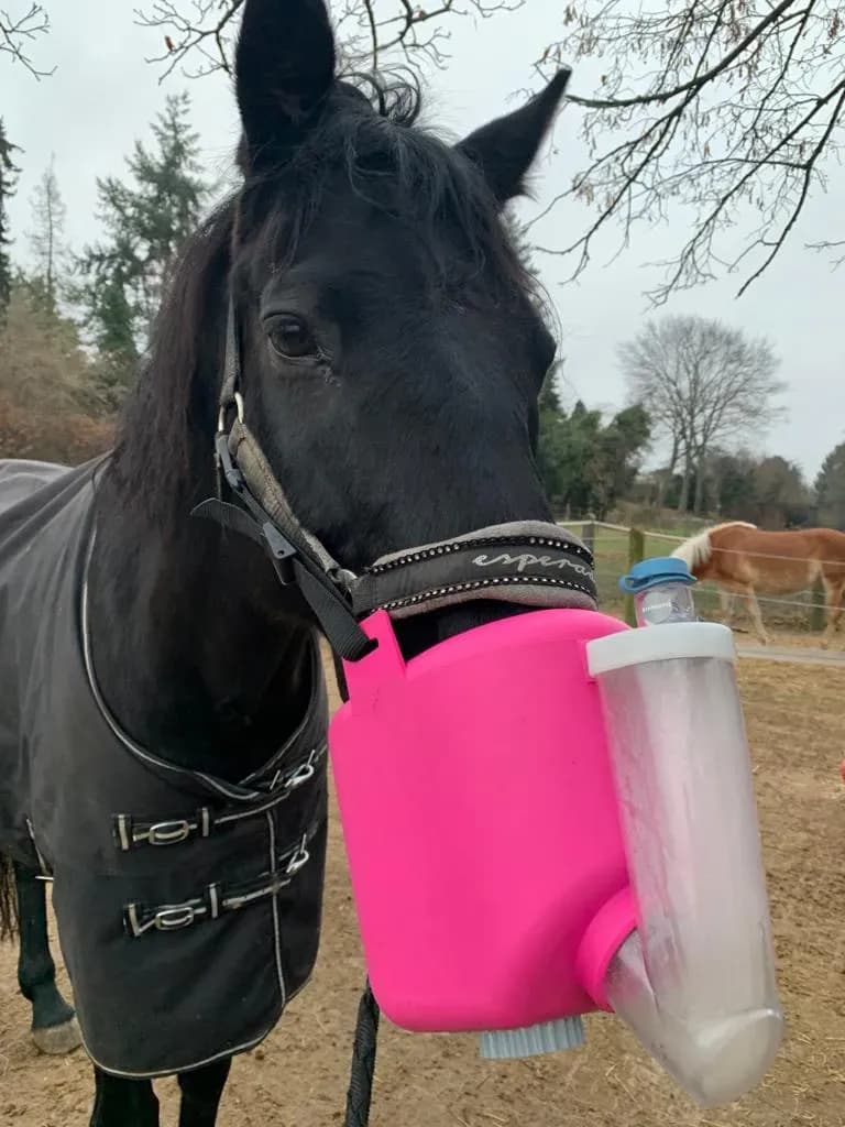 Was hilft bei Husten beim Pferd?