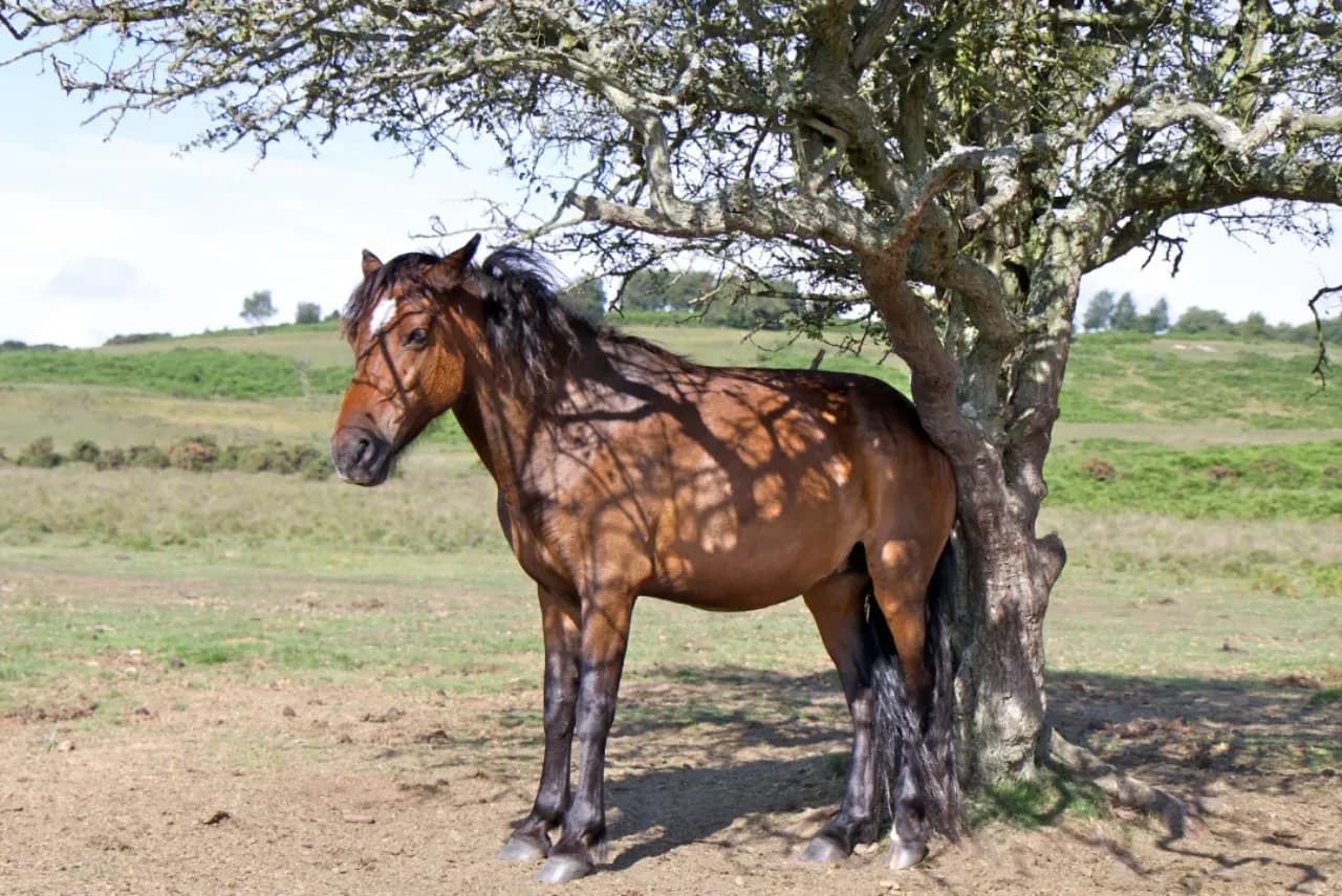 Was hilft bei Sommerekzem beim Pferd?