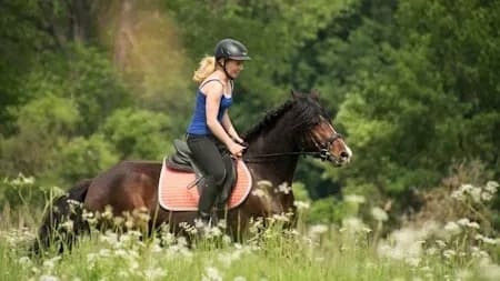So lernst du wie du die Kommunikation zu deinem Pferd verbesserst