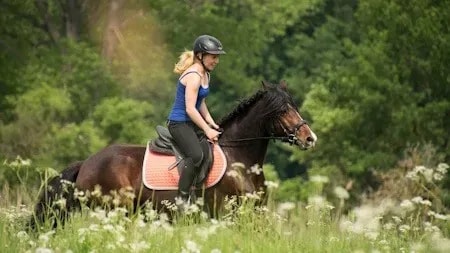 So lernst du wie du die Kommunikation zu deinem Pferd verbesserst