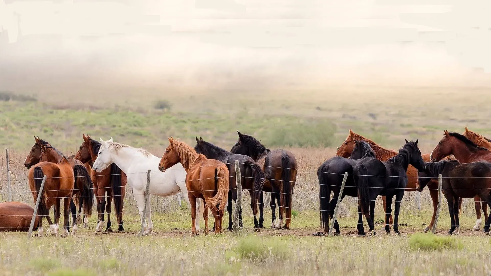 Mein Pferd gibt die Hufe nicht – Tipps vom Pferdeprofi
