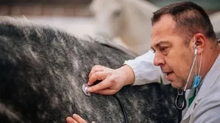 Juckreiz beim Pferd lindern – Ursachen verstehen und richtig handeln