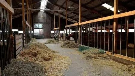 Husten beim Pferd erkennen – Die 3 häufigsten Irrtümer