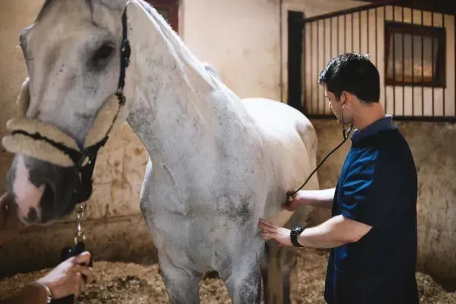 Sommerekzem beim Pferd ganzheitlich verstehen - Online-Termin buchen